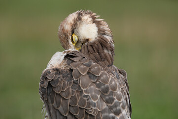 Portrait of a Lanner Falcon cleaning its feathers
