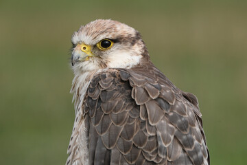 Portrait of a Lanner Falcon against a green background
