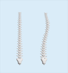 human spine in normal and with scoliosis