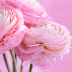Beautiful bouquet of pink ranunculus. Buttercup flower petals close-up. Soft focus. Greeting card for Women's Day.	