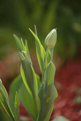 tulips buds in spring