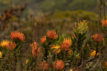 Pincushion leucospermum growing wild in the fynbos bio of the western cape
