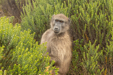 Baboon sitting in the grass