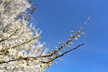 A beautiful branch of buds which begin to bloom on cherry blossoms against the blue sky. The beauty of the arrival of spring
