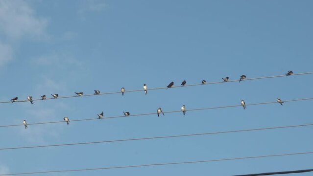 a flock of swallows on electric wires,flock of birds sitting on wires on a sunny day