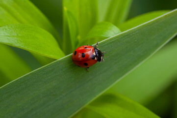 Obraz premium Red little ladybug cleans antennae sitting on green leaves close-up
