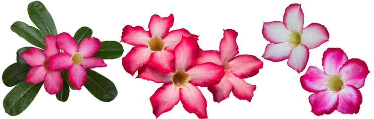 Fototapeta na wymiar Adenium obesum flowers with other names like Desert rose, Mock Azalea, Pink bignonia or Impala lily. It has pink flower with 5 petals. Transparent background, isolated, panorama picture, PNG file.
