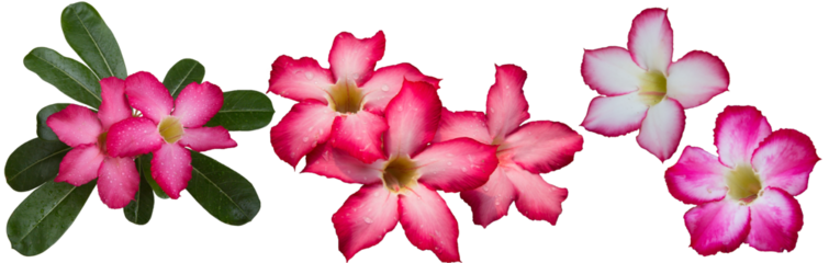 Adenium obesum flowers with other names like Desert rose, Mock Azalea, Pink bignonia or Impala lily. It has pink flower with 5 petals. Transparent background, isolated, panorama picture, PNG file.