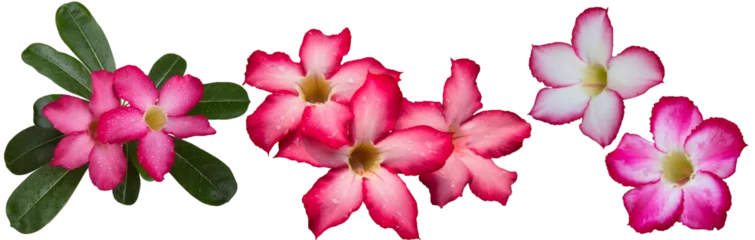 Gardinen Adenium obesum flowers with other names like Desert rose, Mock Azalea, Pink bignonia or Impala lily. It has pink flower with 5 petals. Transparent background, isolated, panorama picture, PNG file. © Bussaba