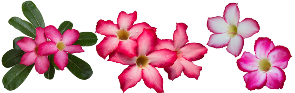 Adenium obesum flowers with other names like Desert rose, Mock Azalea, Pink bignonia or Impala lily. It has pink flower with 5 petals. Transparent background, isolated, panorama picture, PNG file.