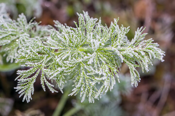 A bunch of dill icy autumn morning, in icy twigs of frost
