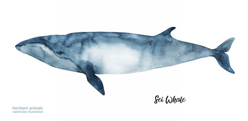 Sei whale watercolor illustration. watercolor whale cute ocean animal. Watercolor cute whale. Hand painting postcard with whale isolated white background. Ocean animals