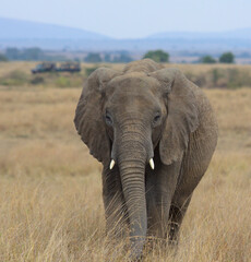 Obraz premium african elephant grazing in the savannah of the wild Masai Mara, Kenya, with safari vehicles in the far background