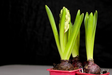 Hyacinths ready for transplanting. In plastic containers. Primroses ready for forcing. On a black background. Close-up.