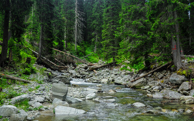 A mountain river flowing on a rocky riverbed through a coniferous forest. Summer time, The spruce trees are bright green. Carpathia, Romania - obrazy, fototapety, plakaty