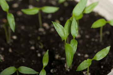 Green seedling sprouts. Growing seedlings in a plastic container. Close-up.