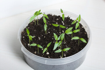 Green seedling sprouts. Growing seedlings in a plastic container. On a white background. Close-up.