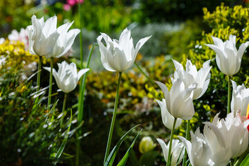 Beautiful white tulips blooming in spring garden