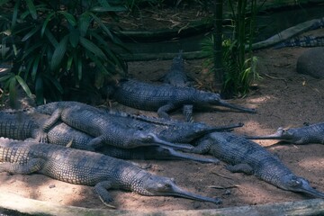 alligator in the everglades