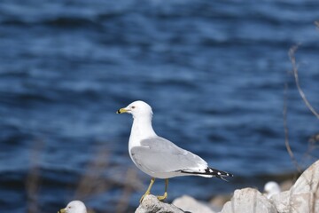 Fototapeta premium Seagull on a rock 