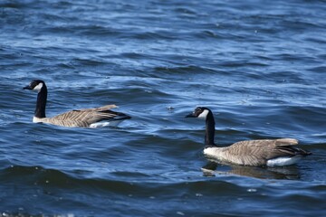 A pair of Canada geese 