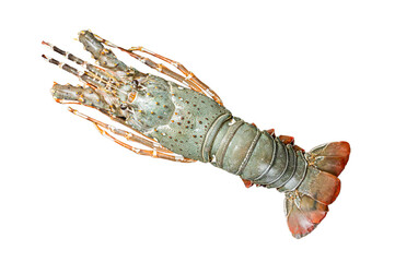 Raw Spiny lobster or sea crayfish on a marble board.  Isolated, transparent background