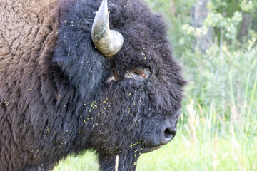 bison with missing eye side profile