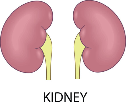 illustration of a  pair of kidney