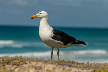 Seagull on the beach surrounded by rocks and grass
