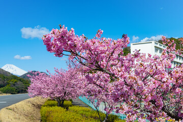 河津桜と富士山と校舎