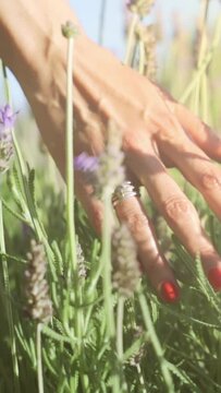 Hand of woman tenderly holds lavender flowers summer sunset slow motion. Vertical video