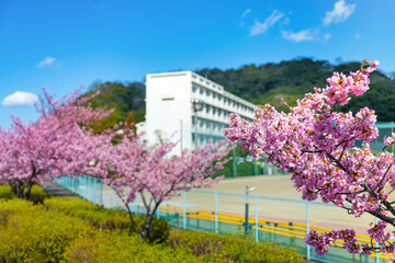 河津桜と校舎(入学・卒業イメージ)