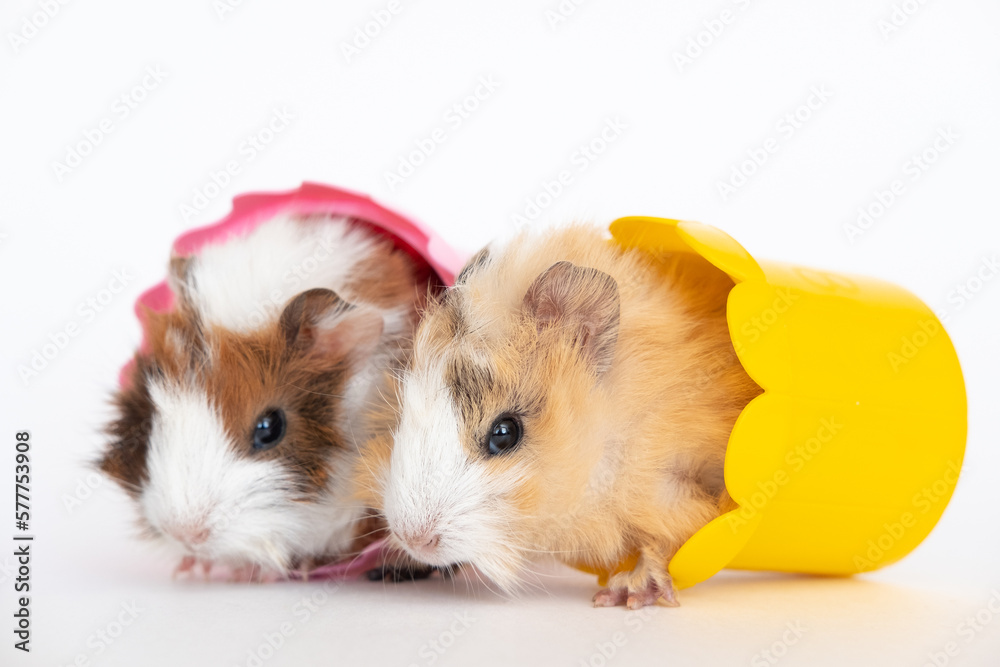 Wall mural Pair of cute guinea pigs isolated on white background