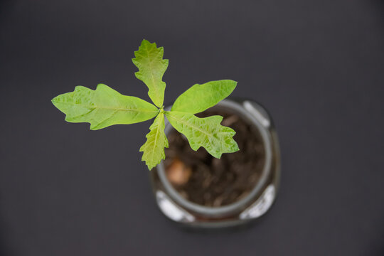 Eichensetzling in einem Kaffeepulverglas, von oben fotografiert auf dunkelgrauem Grund. Oak seedling in a coffee jar photographed from above on dark ground.