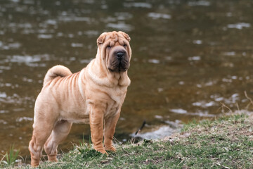 Fototapeta premium Puppy sharpei portrait