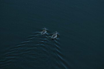 Two ducks on a dark lake with ripples on the surface
