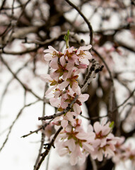 blossom in spring