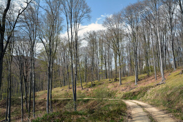 The forest near the village of Rosovets in Sarnena Sredna Gora Mountain