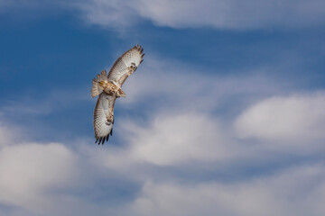 a hawk looking for bait in the air, Common Buzzard, Buteo buteo