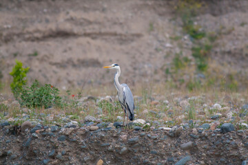 big gray water bird in the grass,Great Egret, Ardea alba