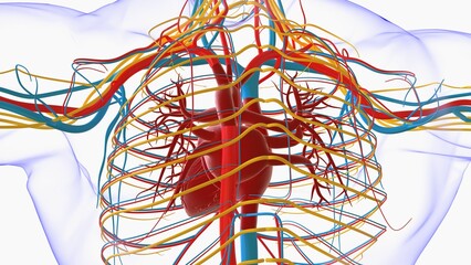 Human heart anatomy for medical concept 3D Rendering