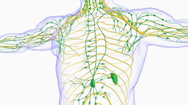 Human lymph nodes anatomy for medical concept 3D rendering
