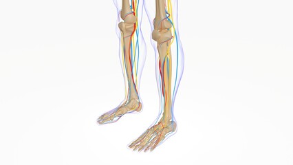 Human skeleton anatomy for medical concept 3D illustration