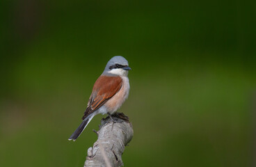 bird looking around  in woodland, Red-backed Shrike, Lanius collurio