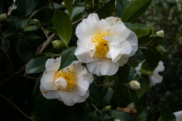 fleurs de camélia blanc avec une mouche posée