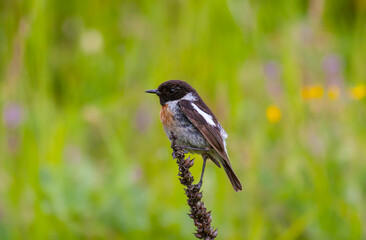 bird looking around  in woodland, European Stonechat, Saxicola rubicola