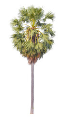 PNG file palm tree transparent background cut out from original background 