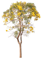 Hight quality Tree with yellow flower PNG transparent cut out original background 