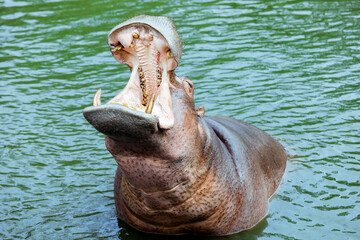 Fototapeta premium Huge Open Mouth of the Brown Hippo in the River, Thailand