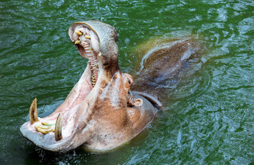 Huge Open Mouth of the Brown Hippo in the River, Thailand